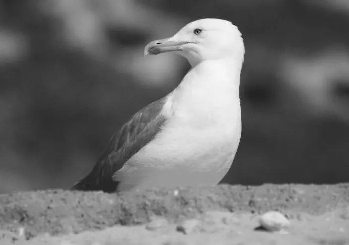 Sofiamarholidays- Casa Brisa Mar Armação de Pêra